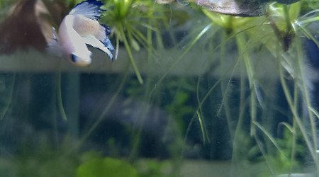 Arrivée de ❄️ Flocon ❄️