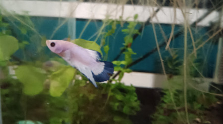 Arrivée de ❄️ Flocon ❄️