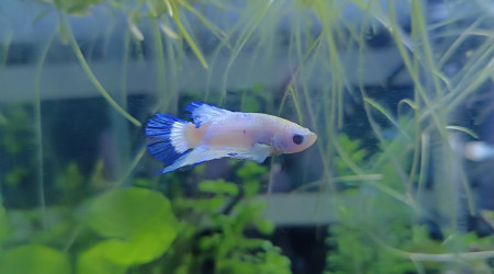 Arrivée de ❄️ Flocon ❄️