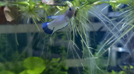 Arrivée de ❄️ Flocon ❄️