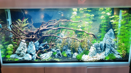 aquarium Aquarium n01