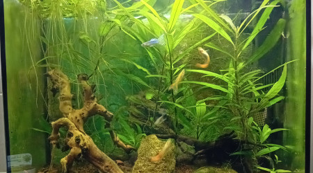 Besoin d'un peu de coupe