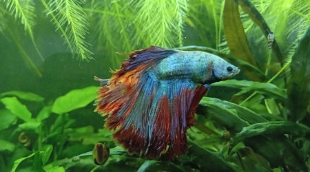 Passage au fond noir 2