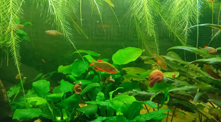 Passage au fond noir 2