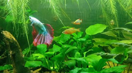 Passage au fond noir 2