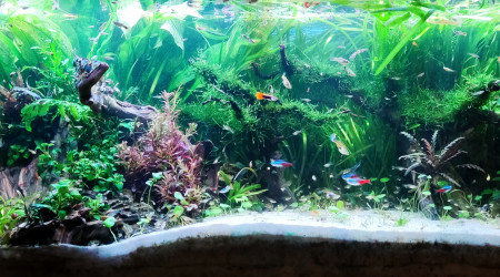 aquarium Nurserie