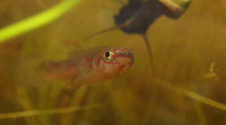 Fundulopanchax spoorenbergi ♀ et ♂