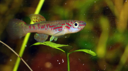 Fundulopanchax spoorenbergi ♀ et ♂