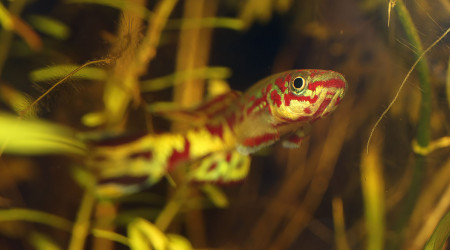 Fundulopanchax spoorenbergi ♀ et ♂