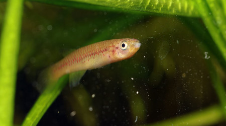 Scriptaphyosemion cauveti ♀ et ♂