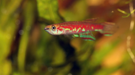 Scriptaphyosemion cauveti ♀ et ♂