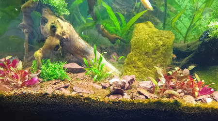 Rajout quelques plantes