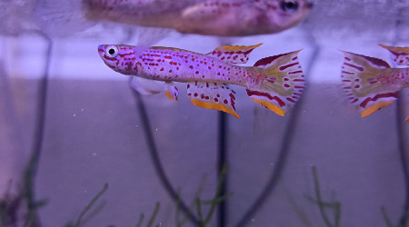 aquarium 322 Reserve pour Aphyosemion jeanhuberi Malinga GBG 93-20