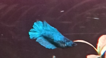 Femelle Betta