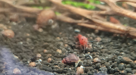 Premiers juvéniles !