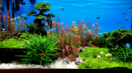 aquarium Aquatlantis Sublim 100