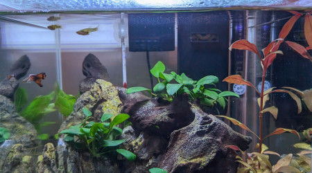 aquarium Premier nano low tech