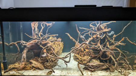 aquarium Premier projet aquascaping 200L