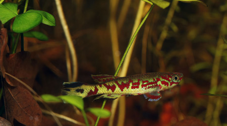 Fundulopanchax spoorenbergi  ♂