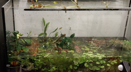 aquarium Bac à plantes