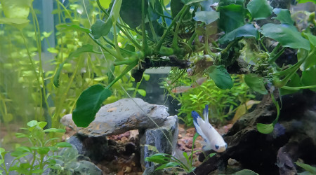 Il y a de la vie dans le nano