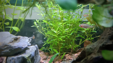 Il y a de la vie dans le nano