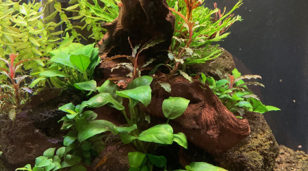 aquarium 35 L