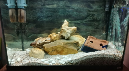 aquarium Guppys Femelles
