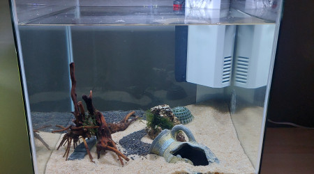 Dernière essai  de scape avant plantations