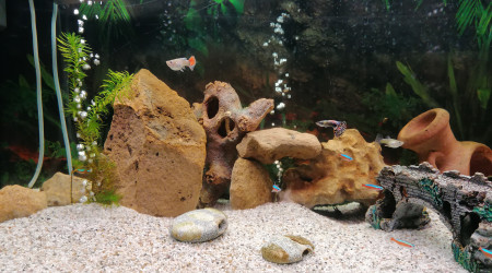 aquarium Reproduction