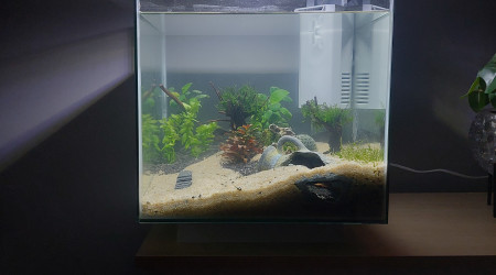 Scape final juste après plantation