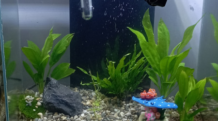 aquarium Fluval