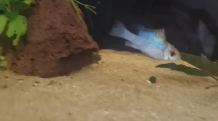 Un beau bleu electric