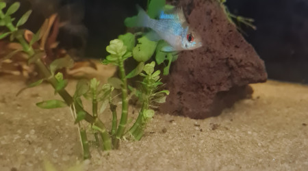 Un beau bleu electric