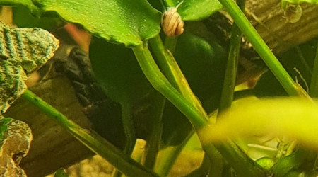 Suite repro asolene spixi