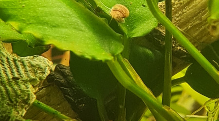 Suite repro asolene spixi