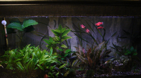 aquarium 240 l