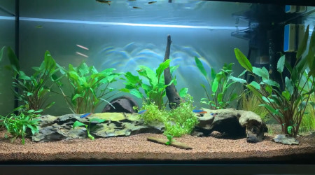 aquarium 60L