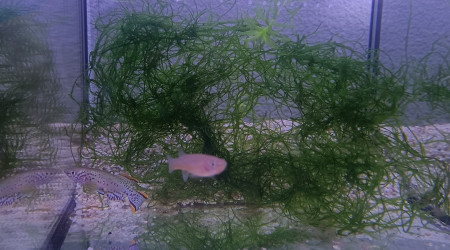 aquarium 412 03 Femelles Fundulopanchax nigerianus innidere