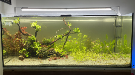 Re structuration de l’aquarium