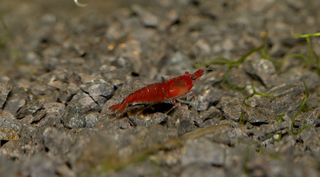 Neocaridina davidi "red cherry"