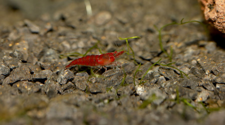 Neocaridina davidi "red cherry"