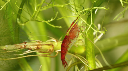Neocaridina davidi "red cherry"