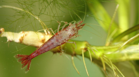 Neocaridina davidi "red cherry"