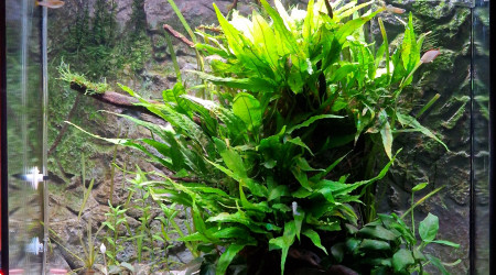 Après retrait des vallisneria