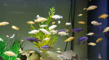 aquarium élevage
