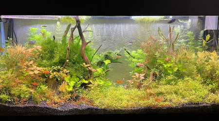 Taille plantes effectuées