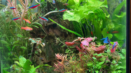 Cascade dans la jungle