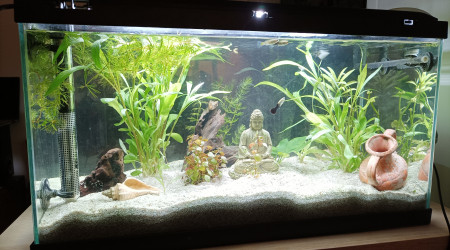 aquarium Aqua 60l de guillaume