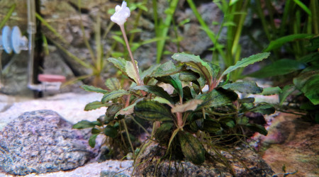 Bucephalandra en fleur